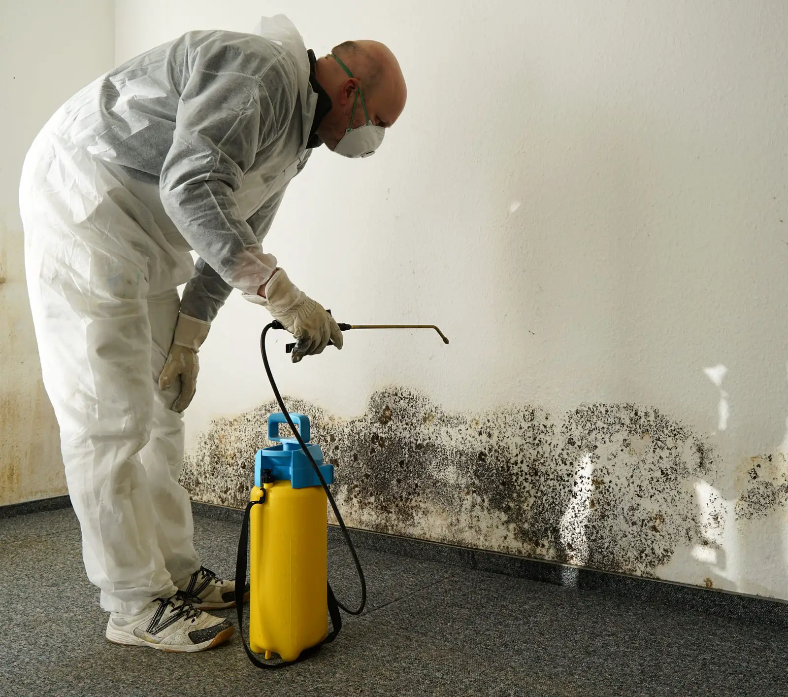 Does Insurance Cover Mold Removal From Home : Mold In ...