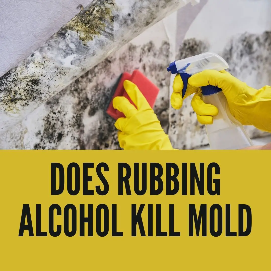 Does Rubbing Alcohol Kill Mold? 4 Valid Facts