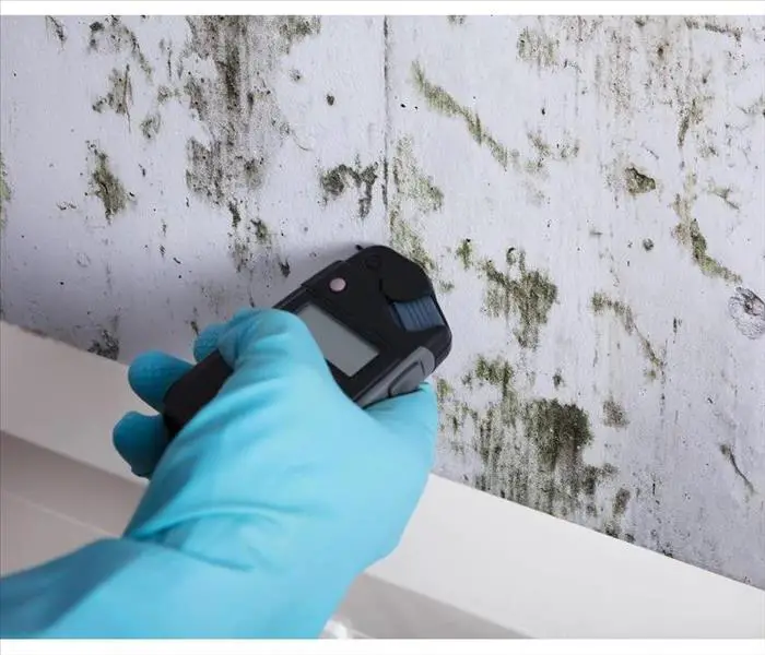 Does Your Home Need a Mold Test?