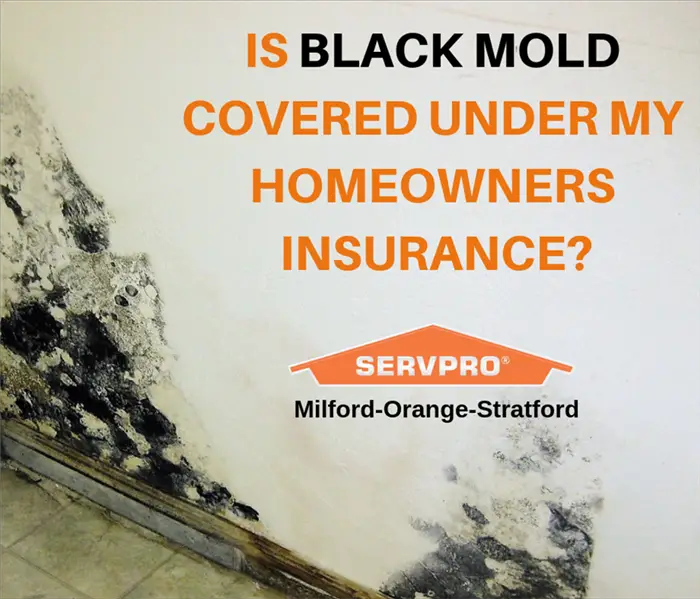 Does Your Insurance Policy Cover Mold Growing in Your Home?