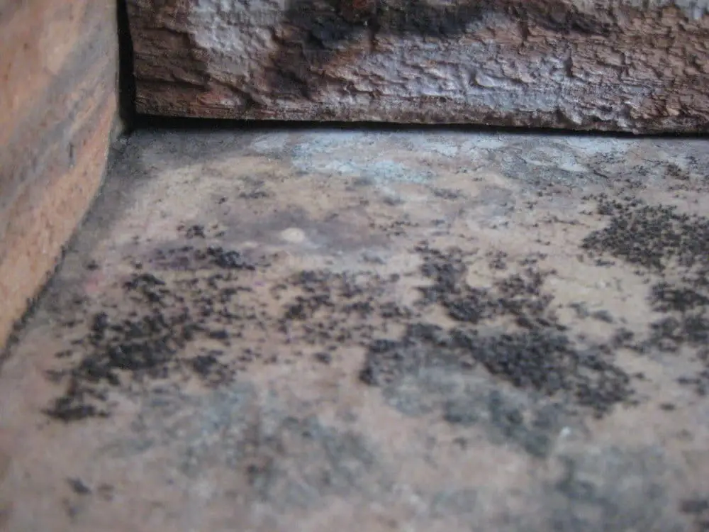 Does Your Mold Look Like This?
