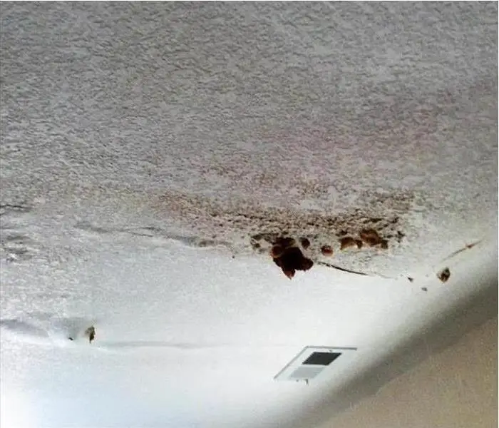 Does Your Renters Insurance Cover Mold Damage?