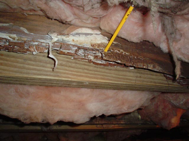 Dry Rot in Your Home