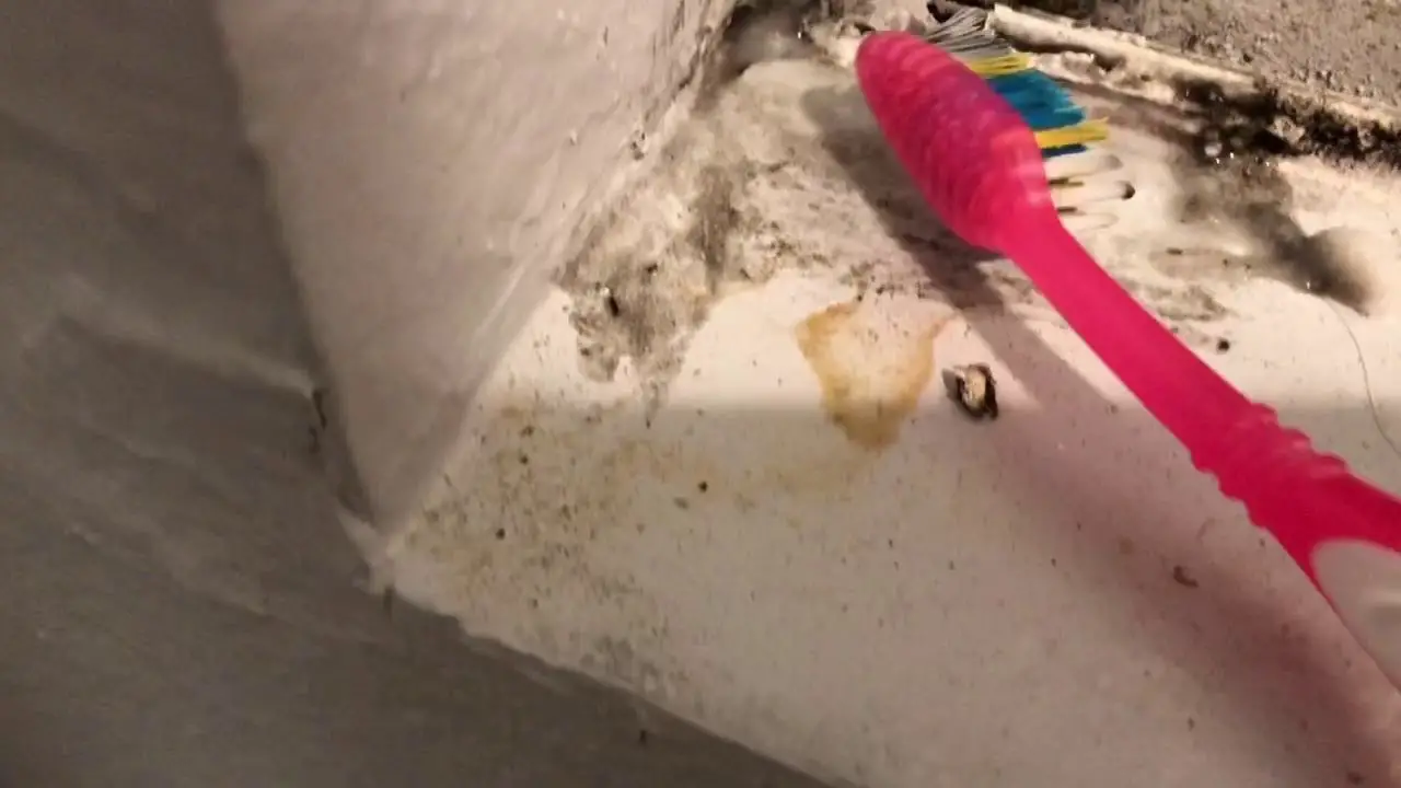 Easy DIY Mold Removal From Windowsill (With Borax)