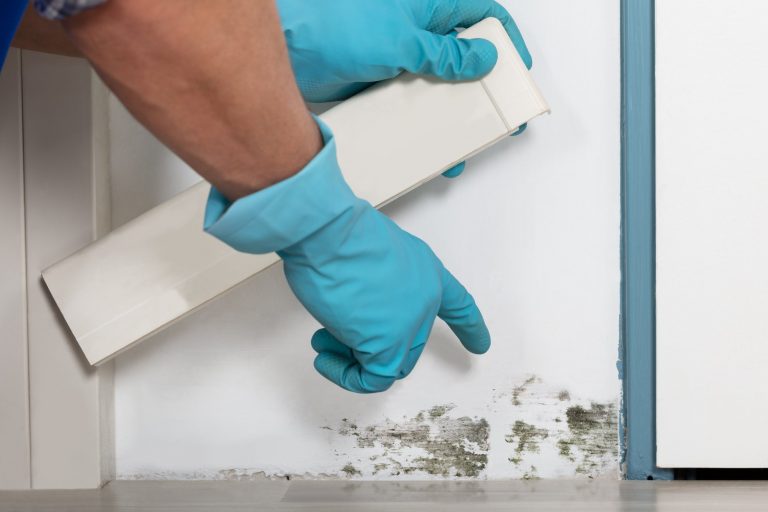 Easy Tips to Get Rid of Mold From Your Home