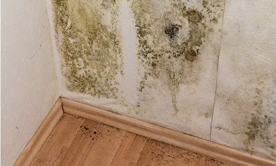 Easy Ways to Get Rid of Mold in Your Home and Keep it Out ...