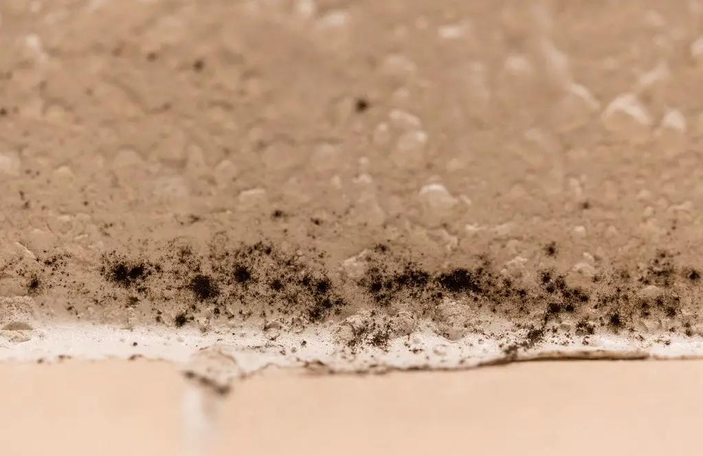Everything You Need to Know About Household Mold