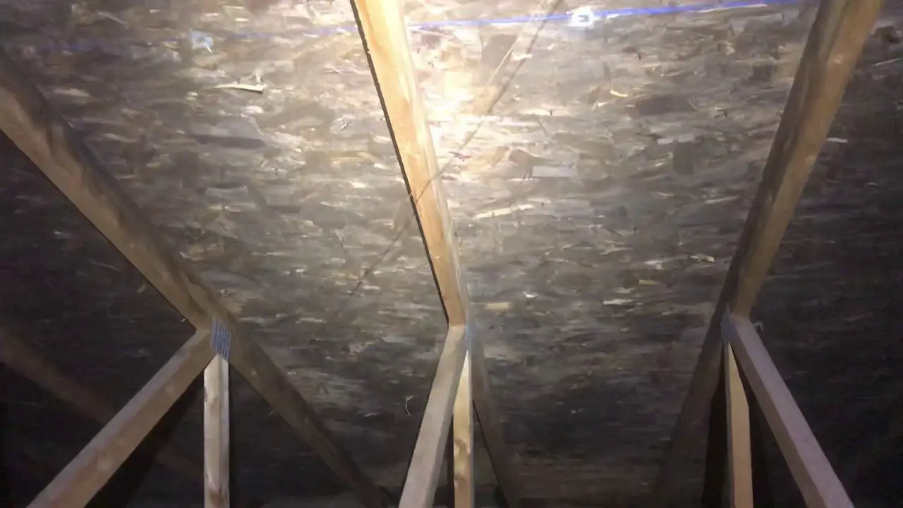 Example of Mold in an attic