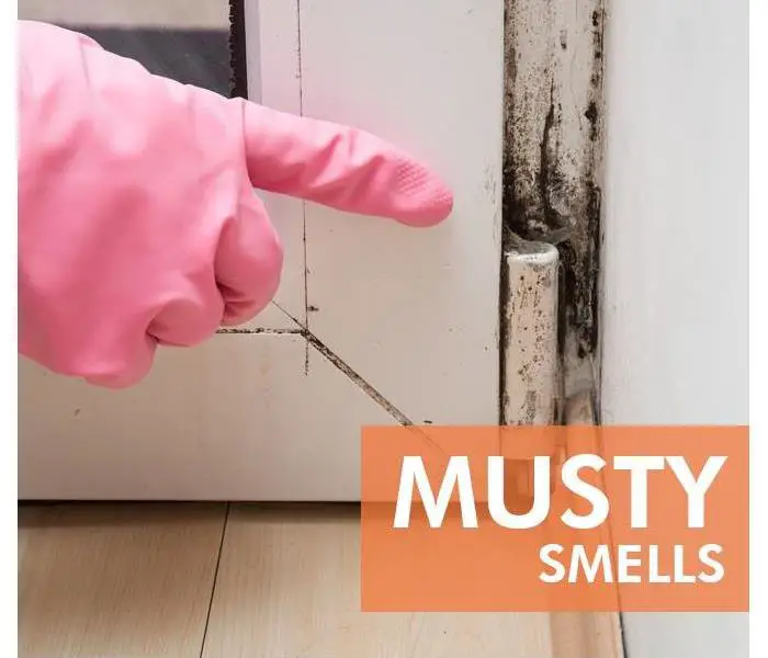 Facts About Black Mold