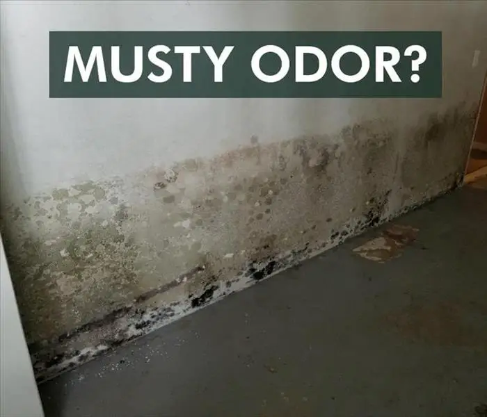 Find the Source of Musty, Moldy Smells