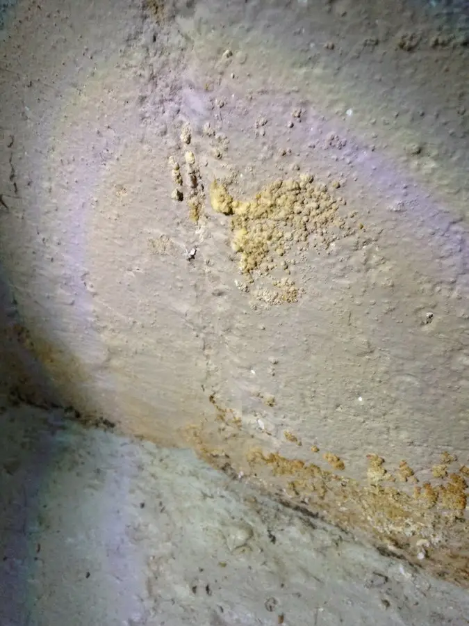 Fresh Mold On Basement Walls, Cannot Identify Where It
