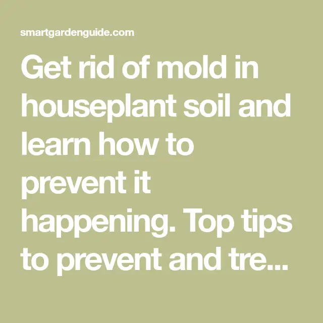 Get rid of mold in houseplant soil and learn how to prevent it ...