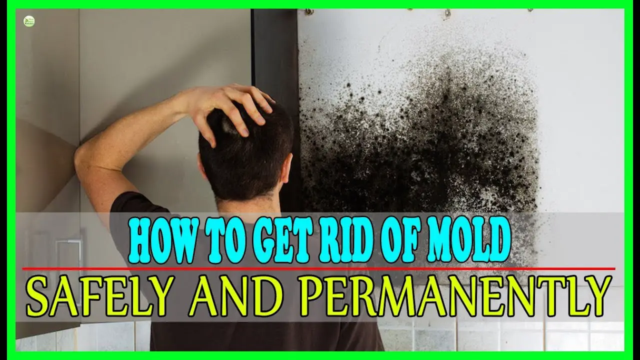 Get Rid Of Mold Safely And Permanently With These 5 ...