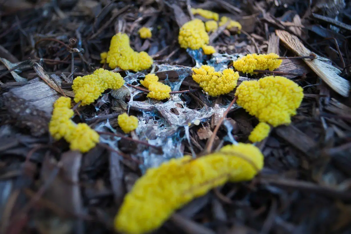 Getting Rid of Slime Mold?