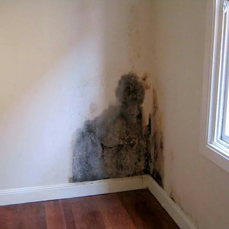 Got mold? Household mold can cause illness. In most cases, healthy ...