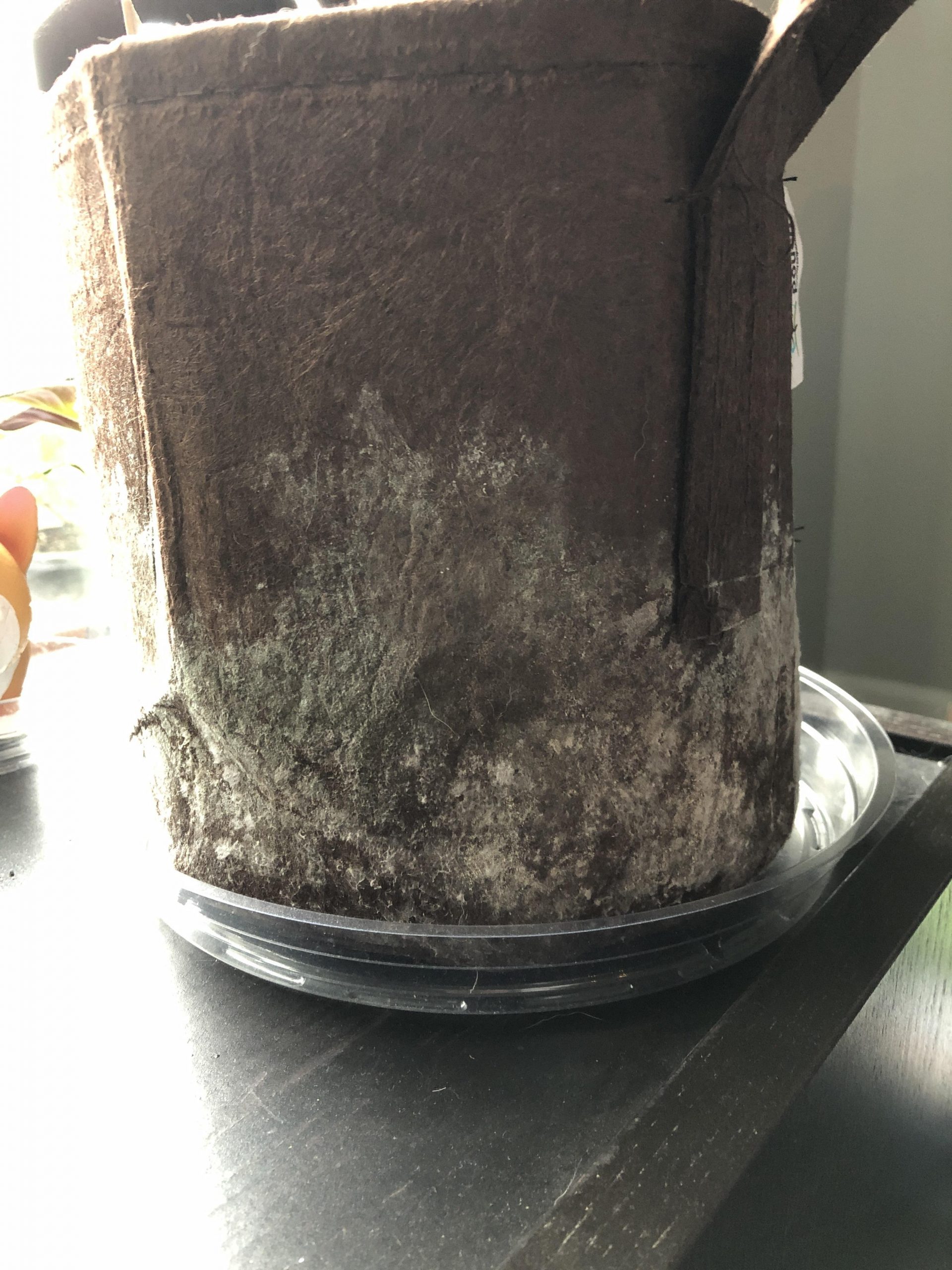 Has anyone had this happen to theyre fabric planters? Mold ...