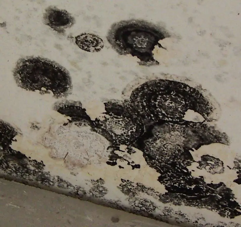 » HEALTH: Black Toxic Mold, Its Symptoms, Prevention, And Removal