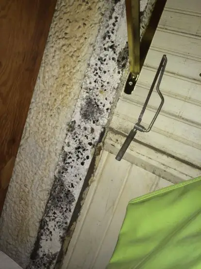 HELP! Mold Removal In Basement