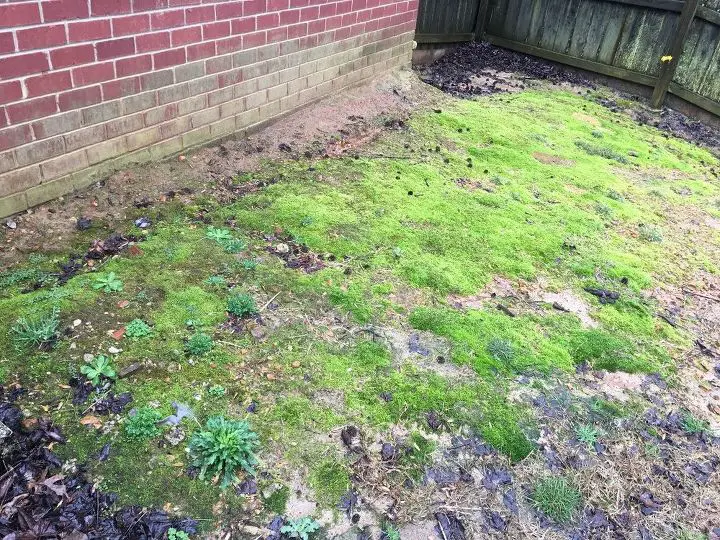 Hi, how do I get rid of mold growing in yard please ...