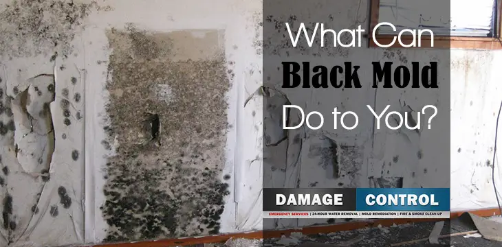 How Black Mold Affects You