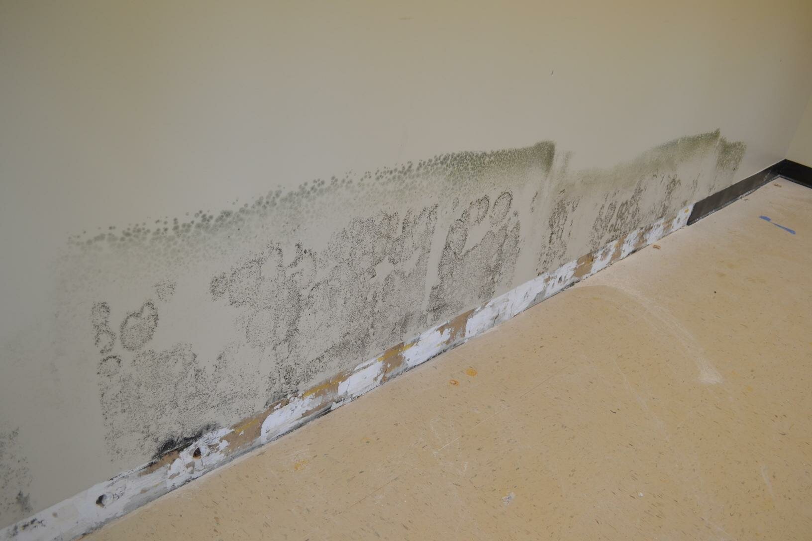 How Can I Sell My House With Mold Problems?