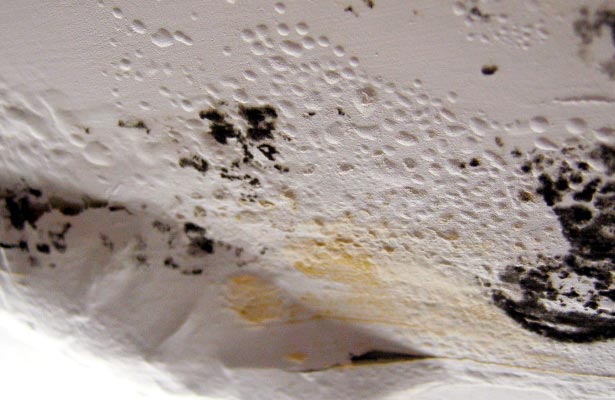 how can i tell if black mold is toxic