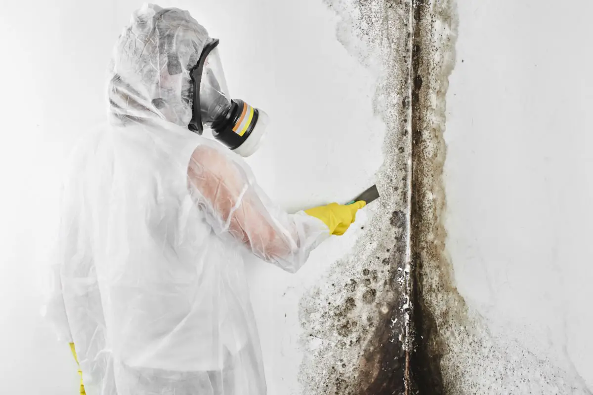 How Can Mold Removal Companies Help With Bio