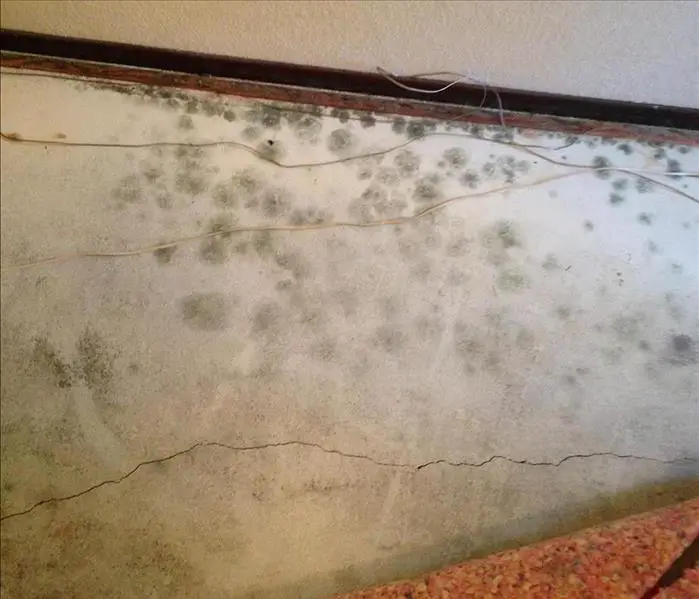 How Can You Tell If There Is Mold Under Your Carpet
