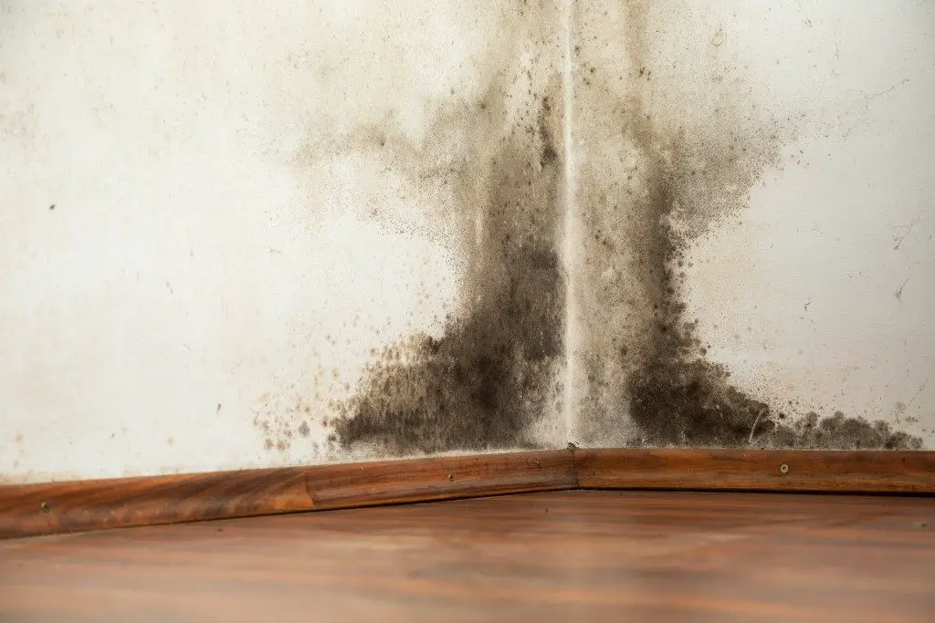 How Can You Tell If Your Home Has Black Mold?