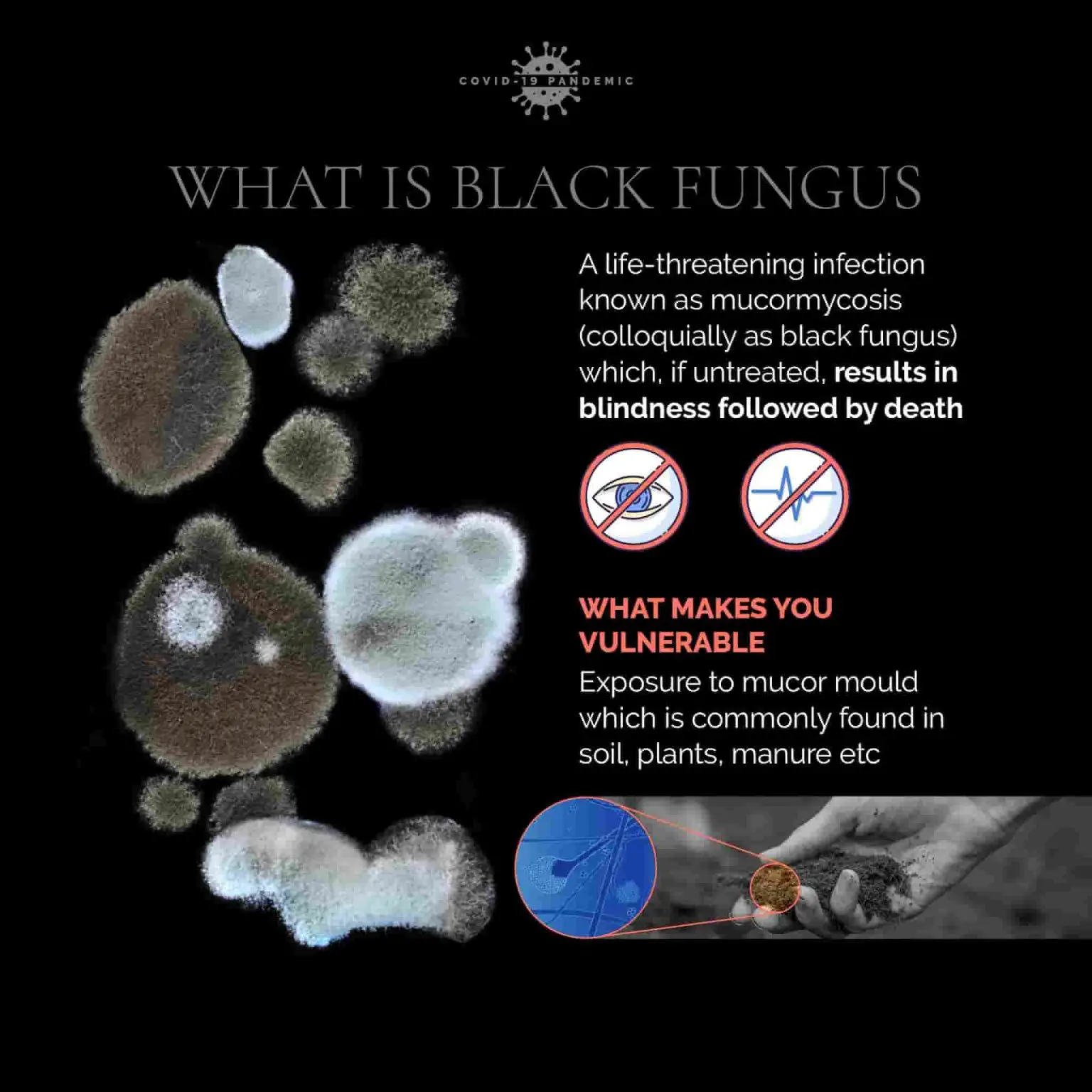 How dangerous is mucormycosis (black fungus infection), how to protect