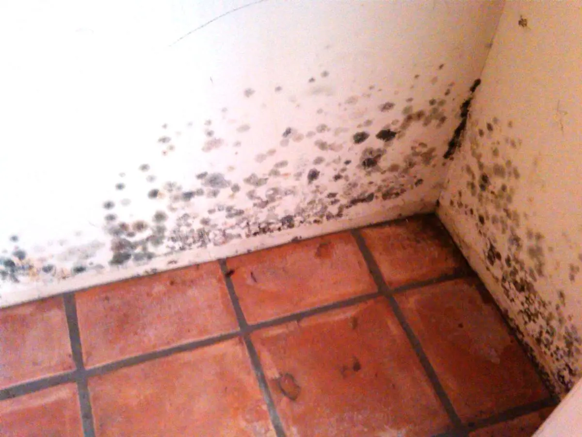 How Do I Clean Up Mold Thats Growing Inside My House?
