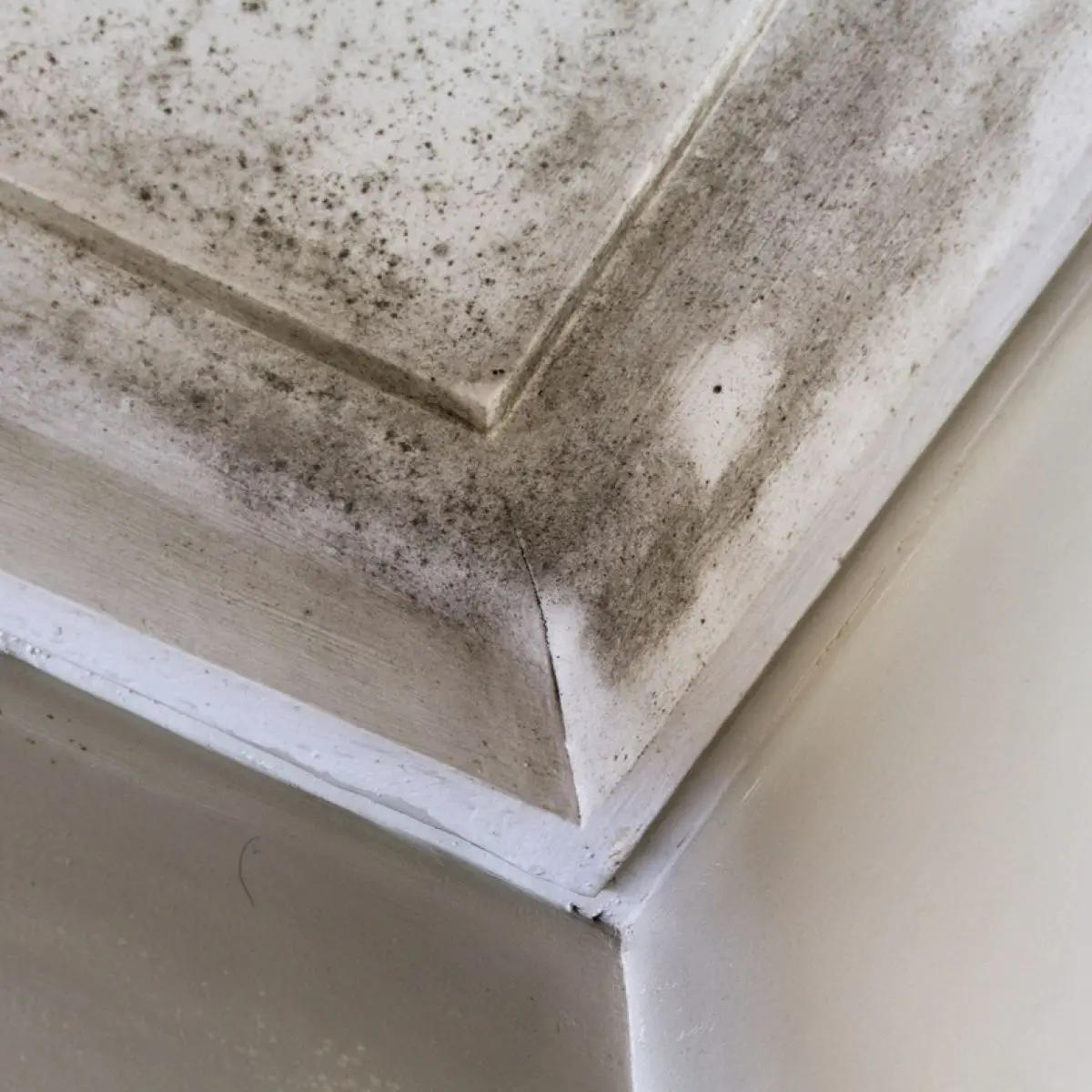 How Do I Get Rid Of Black Mold On My Bathroom Ceiling