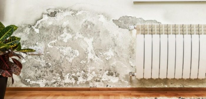 How Do I Know If I Have Mold in My Home