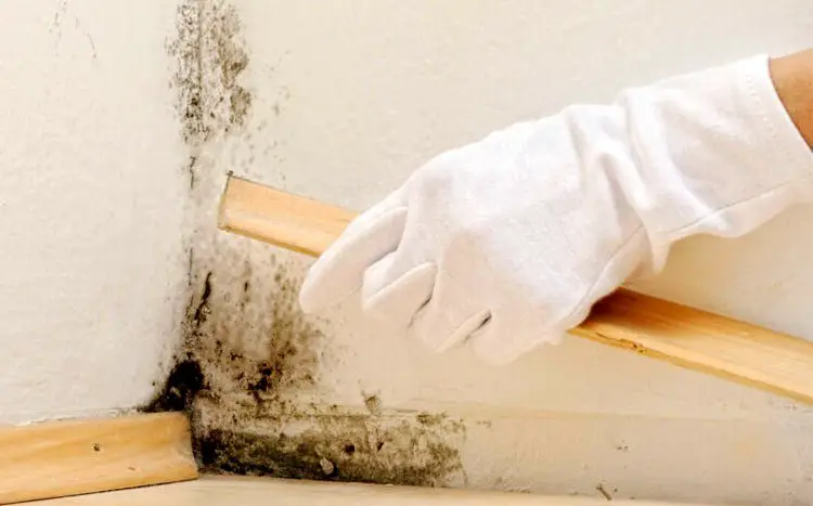 How Do You Get Rid of Mold in the Basement? 2021 Guide