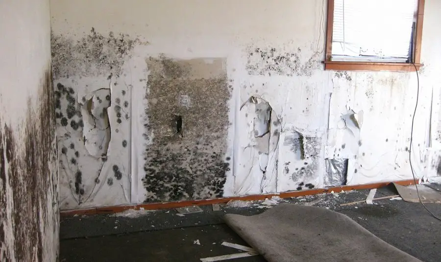 How Do You Get Rid Of Mold In Your Home
