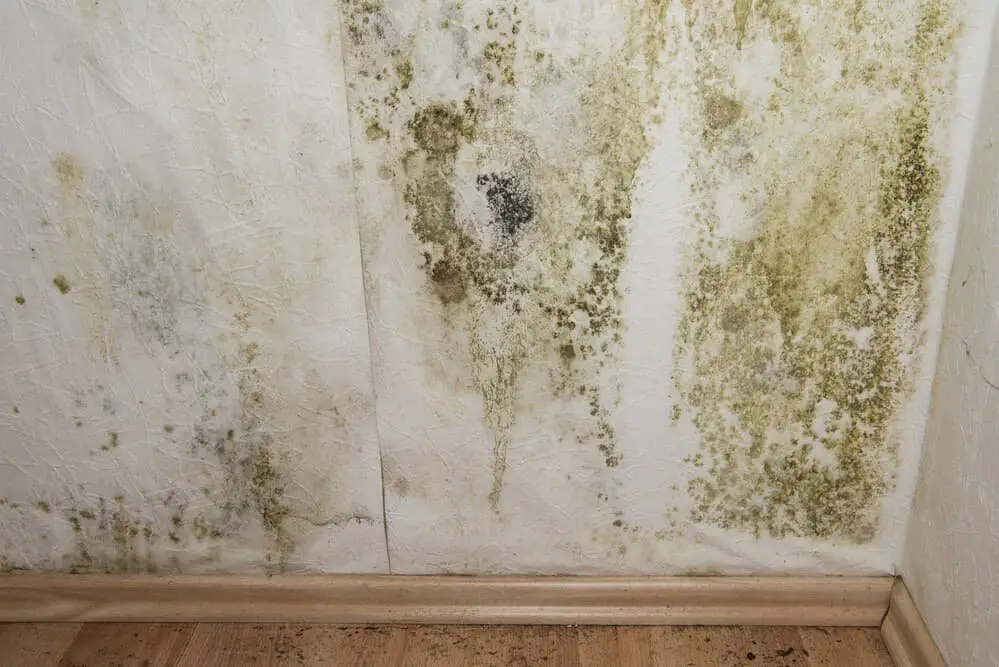 How Do You Know if There is Mold in Your House?