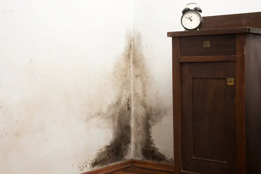 How Do You Remediate Mold?