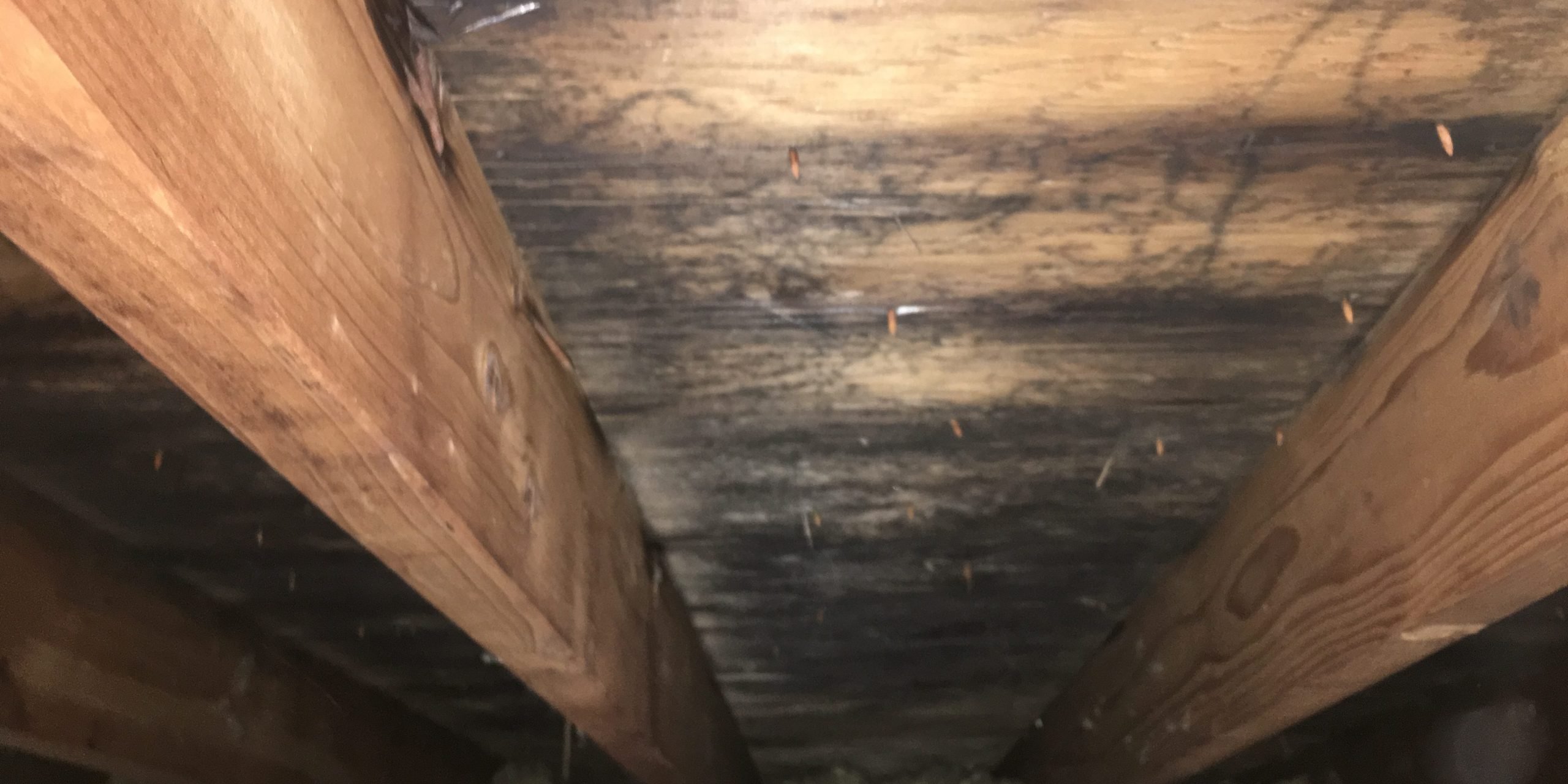 How Do You Remove Black Mold From Plywood In Attic