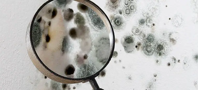 How Does Mold Effect The Human Body?
