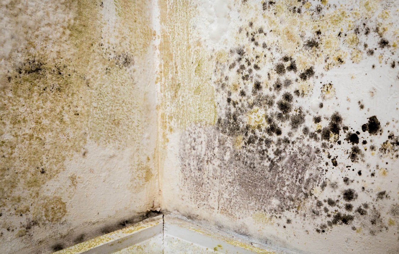 How Does Mold Impact Your Health â Bad Reed
