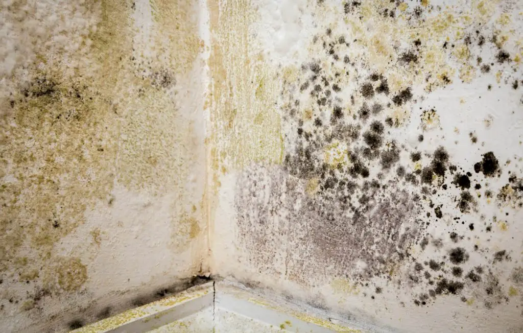 How Does Mold Impact Your Health  Bad Reed