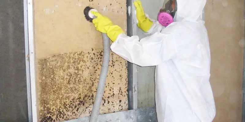 How Does Mold Remediation Work?