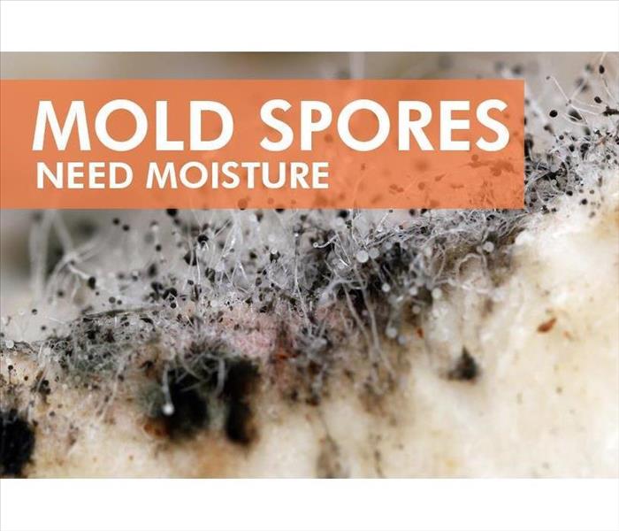How Does Mold Spread?