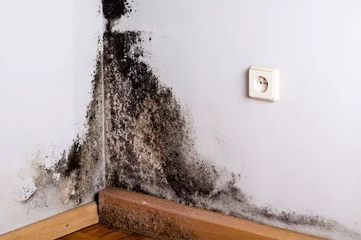 How Long Does It Take For Black Mold To Form On Wood
