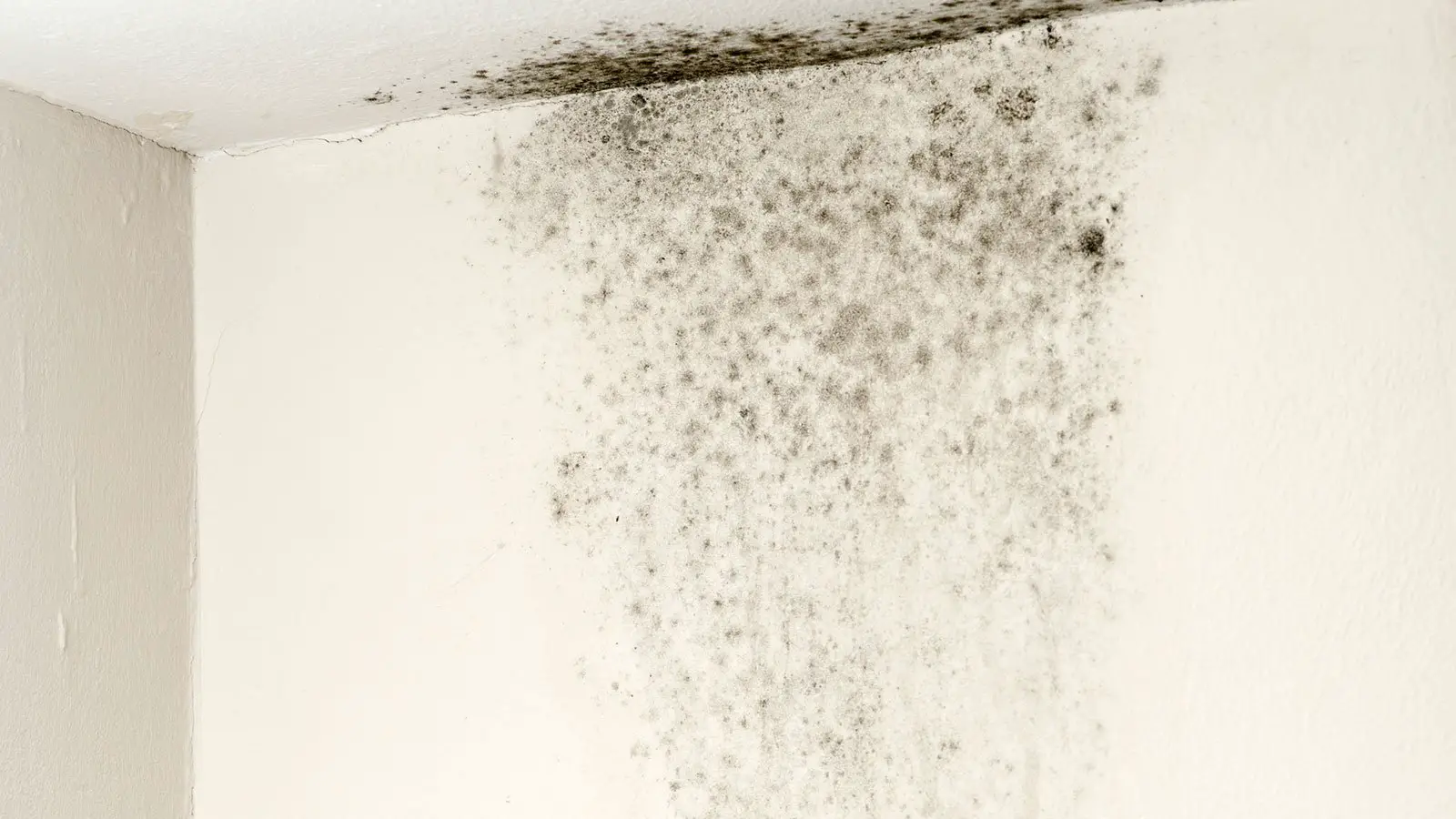 How Long Does It Take For Black Mold To Grow On Drywall / How Long Does ...