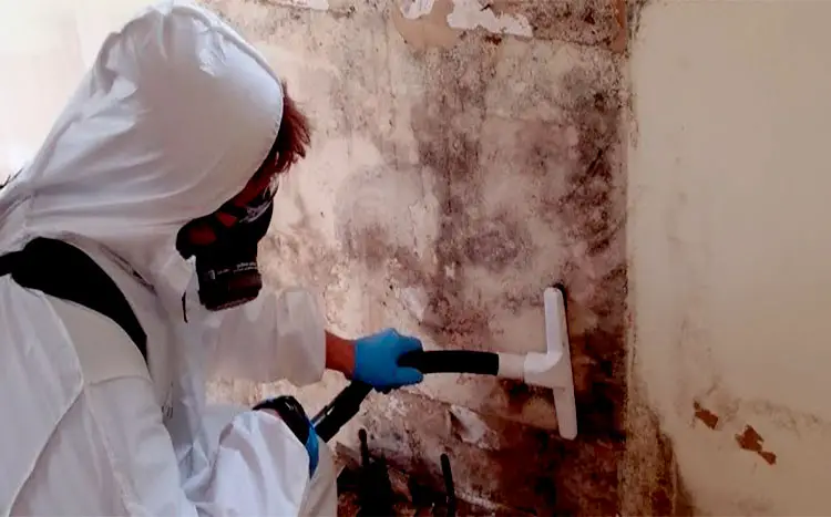 How Long Does it Take for Mold Remediation? What to Expect