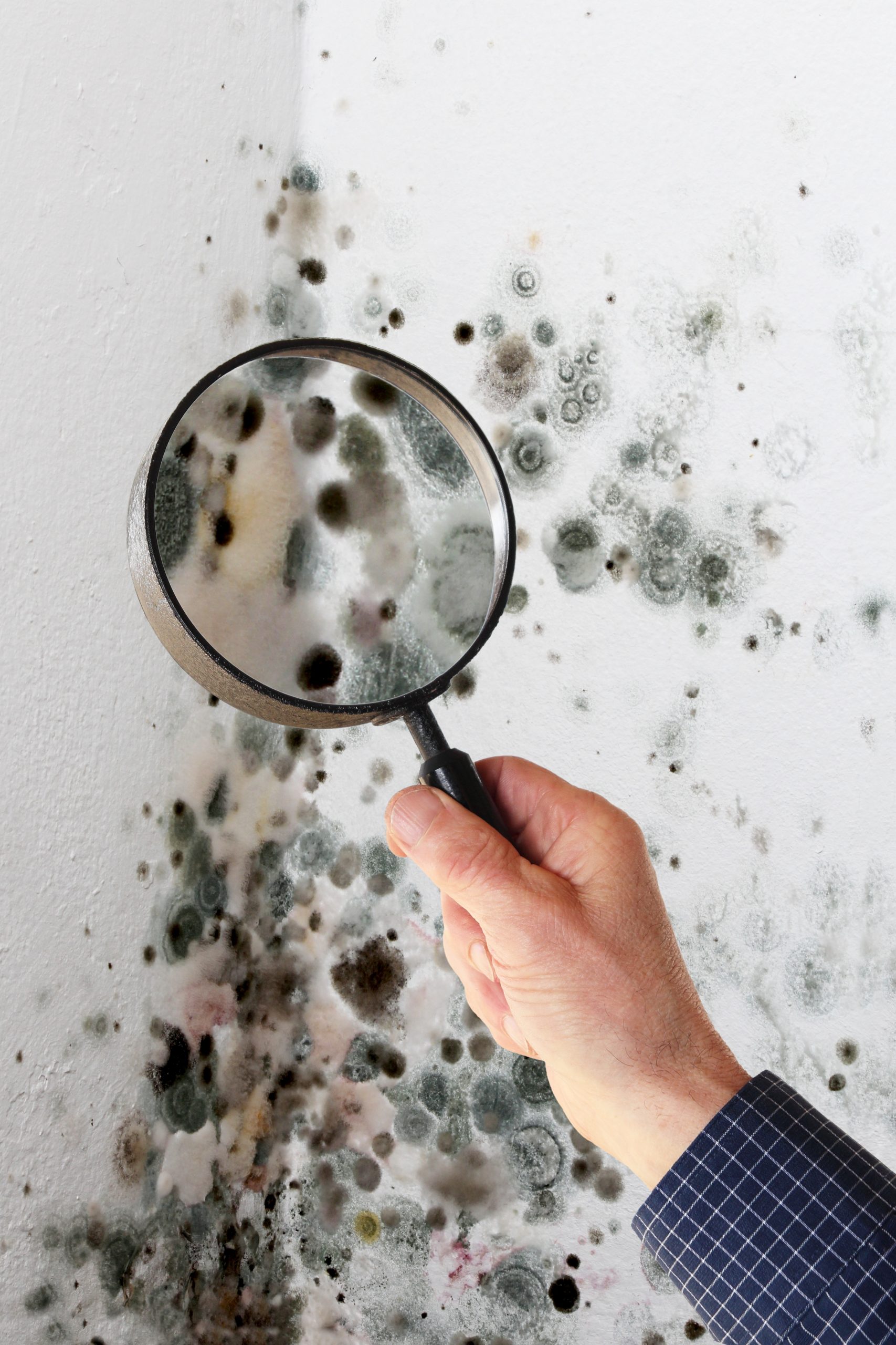 How long does it take for mold to grow in your home ...
