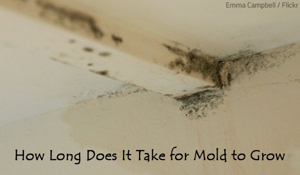 How Long Does It Take for Mold to Grow