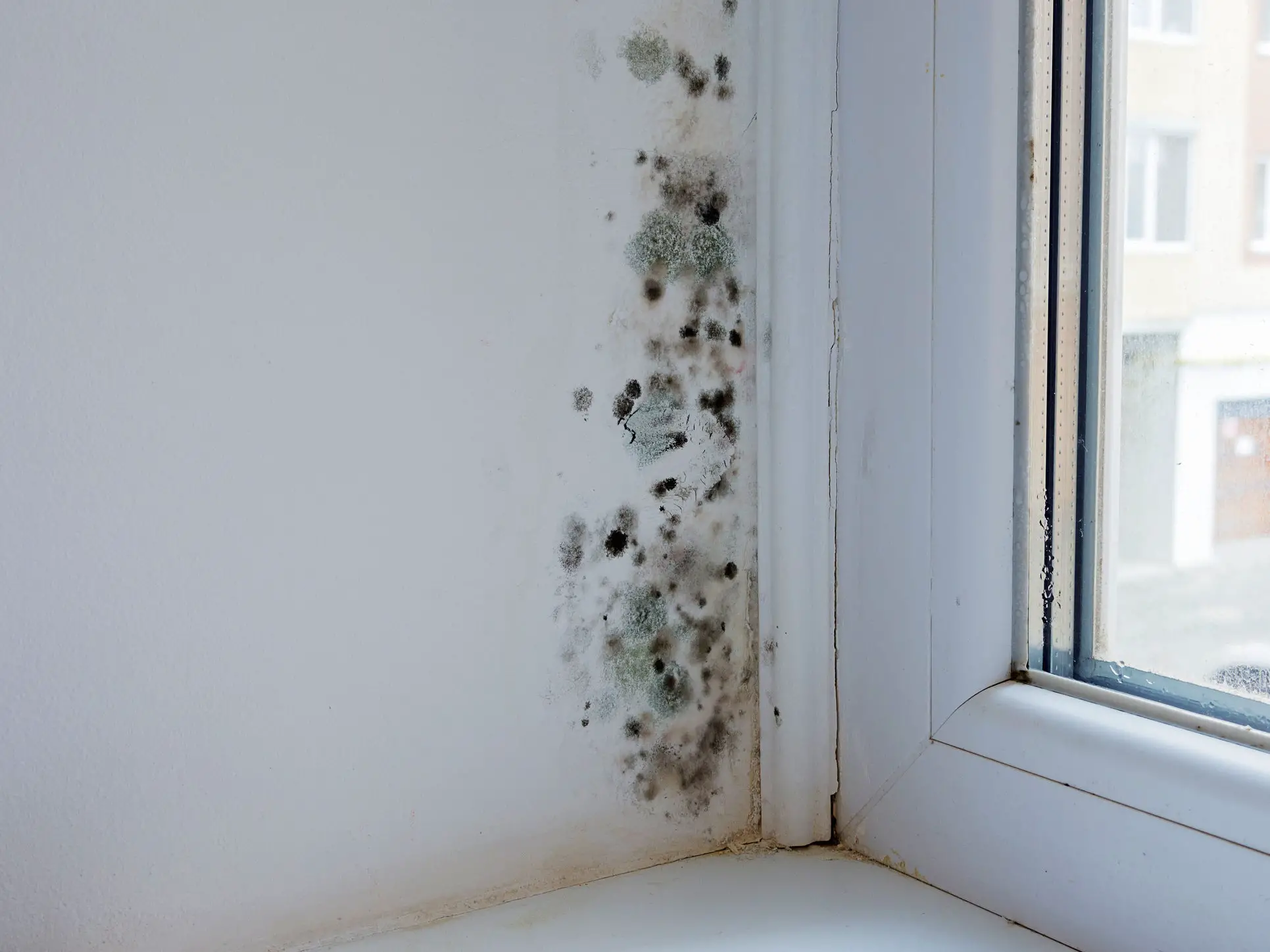 How Long Does It Take For Toxic Black Mold To Grow / Toxic Black Mold ...