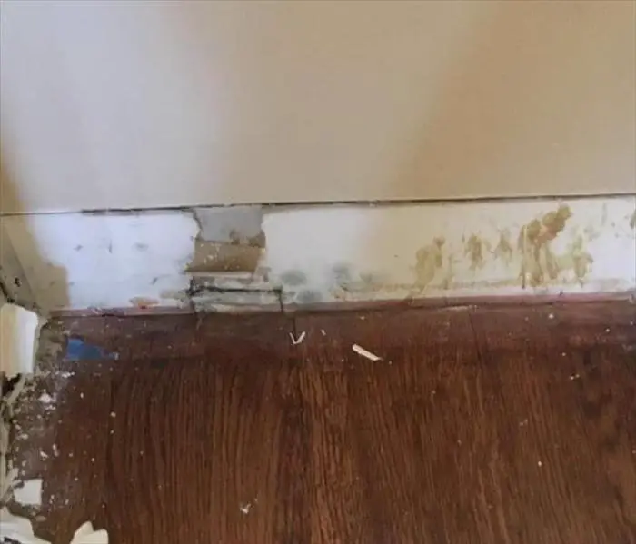How long does it take to remove mold damage?